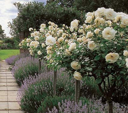 white roses are growing in the garden along with other flowers and shrubs on either side of the path