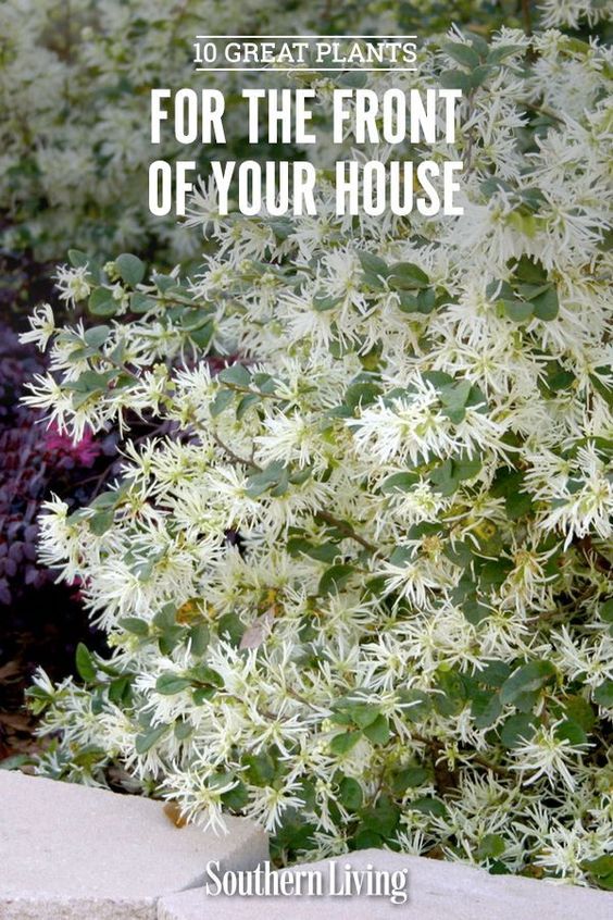 white flowers with text overlay that reads 10 great plants for the front of your house