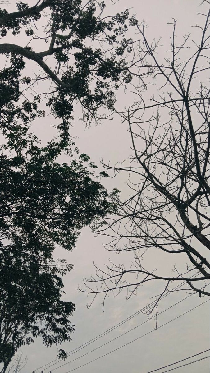 two trees with no leaves on them against a gray sky and power lines in the background