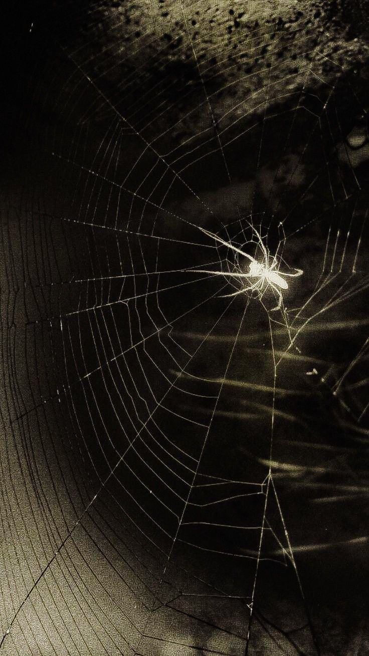 a spider's web is shown in the dark