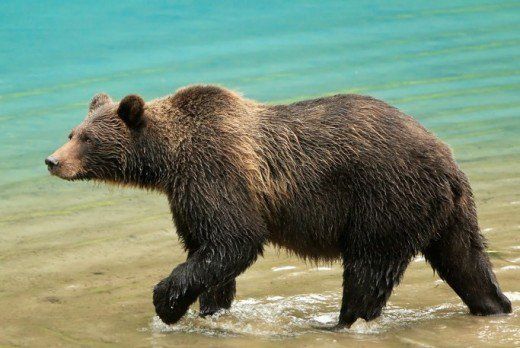 a large brown bear walking across a body of water