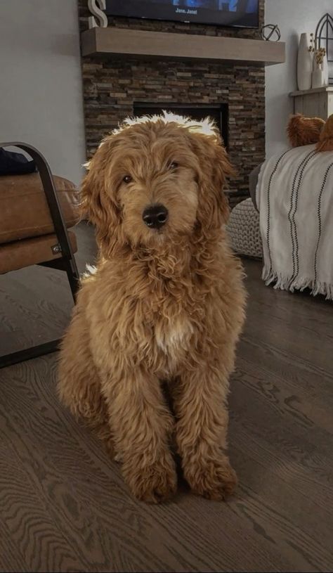 a brown dog sitting on top of a hard wood floor in front of a tv