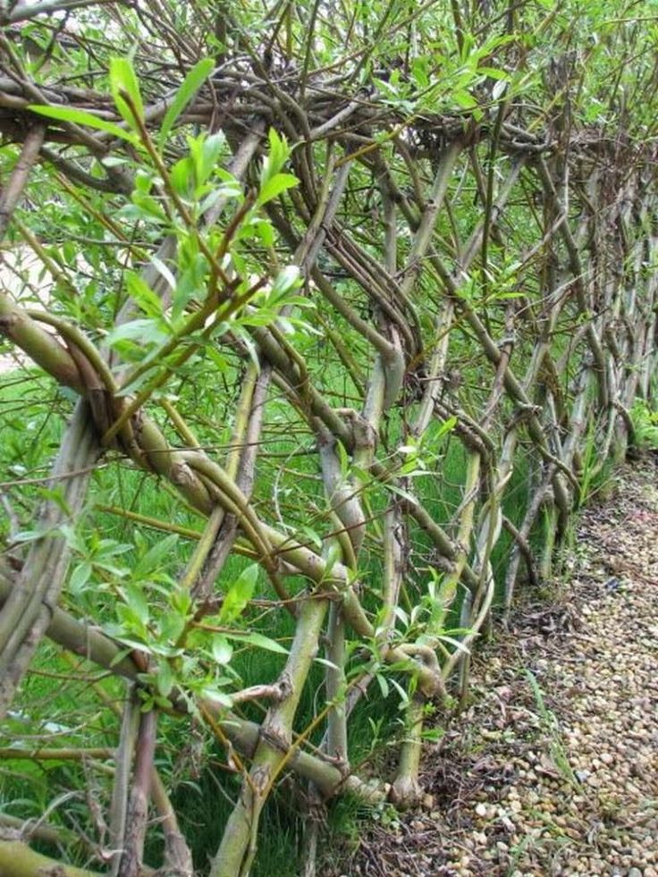 an image of a path that is lined with trees in the grass and bushes on both sides