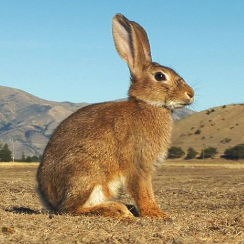 a brown rabbit sitting in the middle of a field with mountains in the back ground