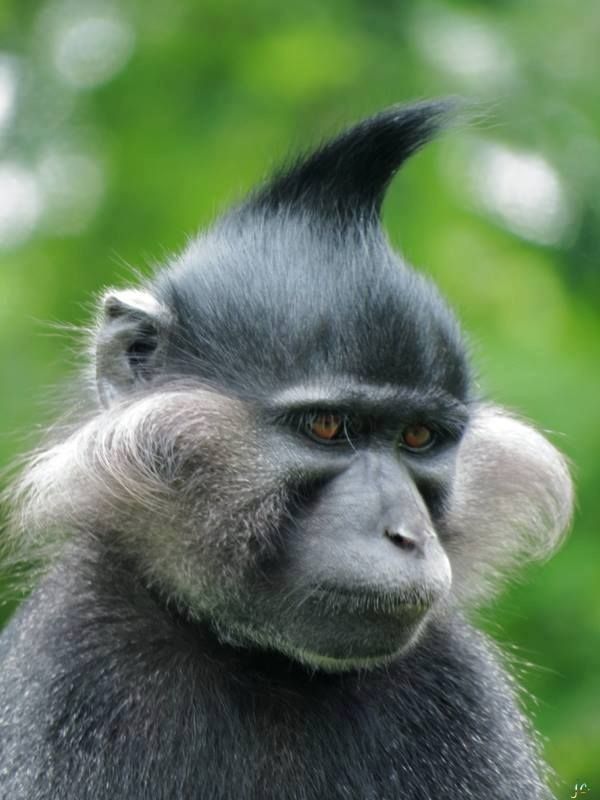 a black and white monkey sitting on top of a lush green forest filled with trees