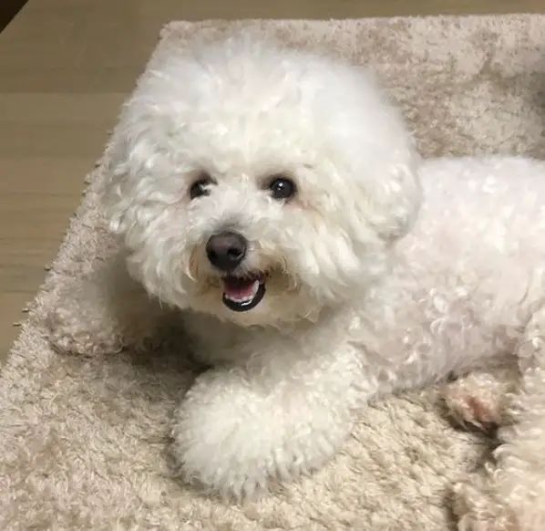 a small white dog laying on top of a rug