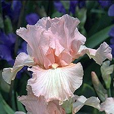 a pink flower with purple flowers in the background