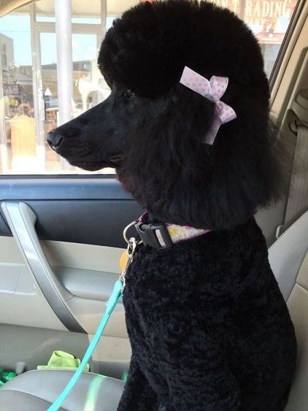 a black poodle with a pink bow sitting in the back seat of a car