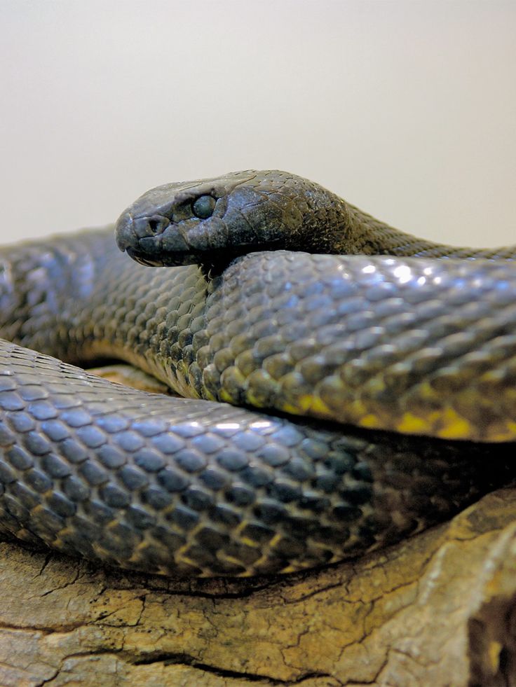 a close up of a snake on a rock