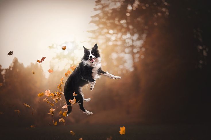 a black and white dog jumping in the air with fall leaves around it's feet