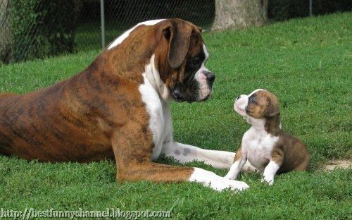 a large brown and white dog laying on top of a lush green field next to a puppy