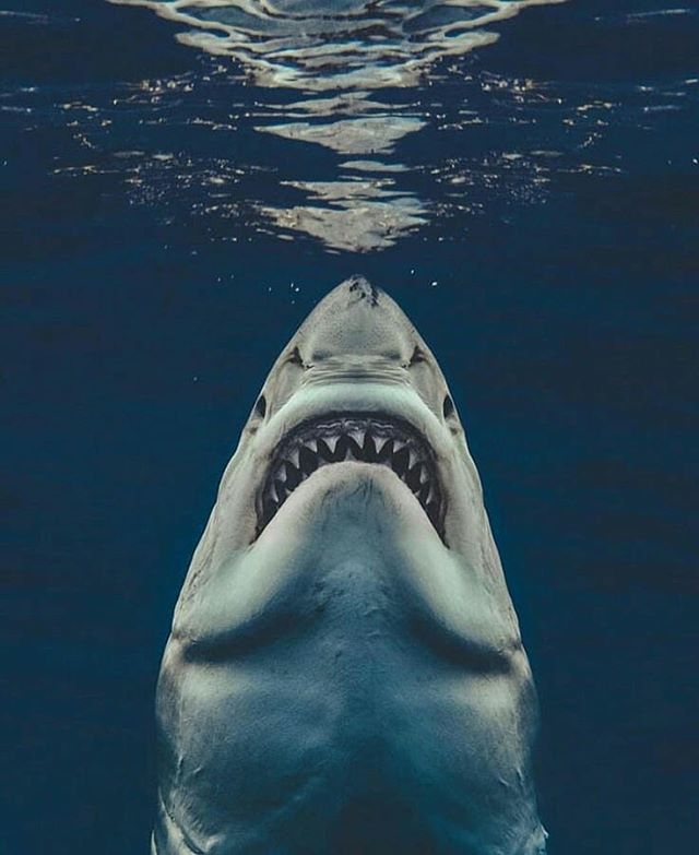 a shark with its mouth open in the water