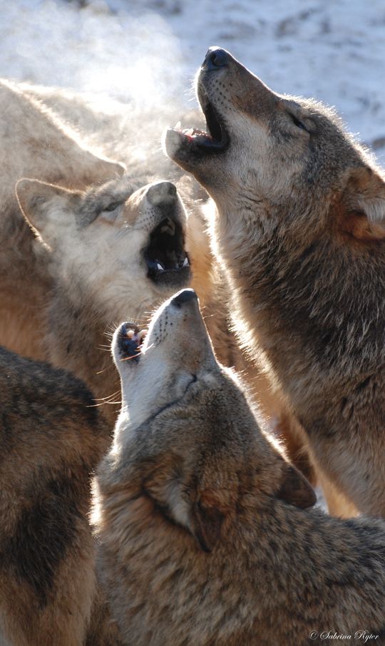 three wolfs are looking up at the sky