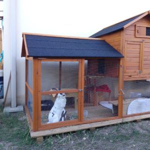 a dog sitting in front of a chicken coop