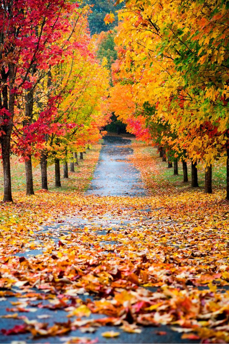 an autumn scene with leaves on the ground and trees lining the road in the background