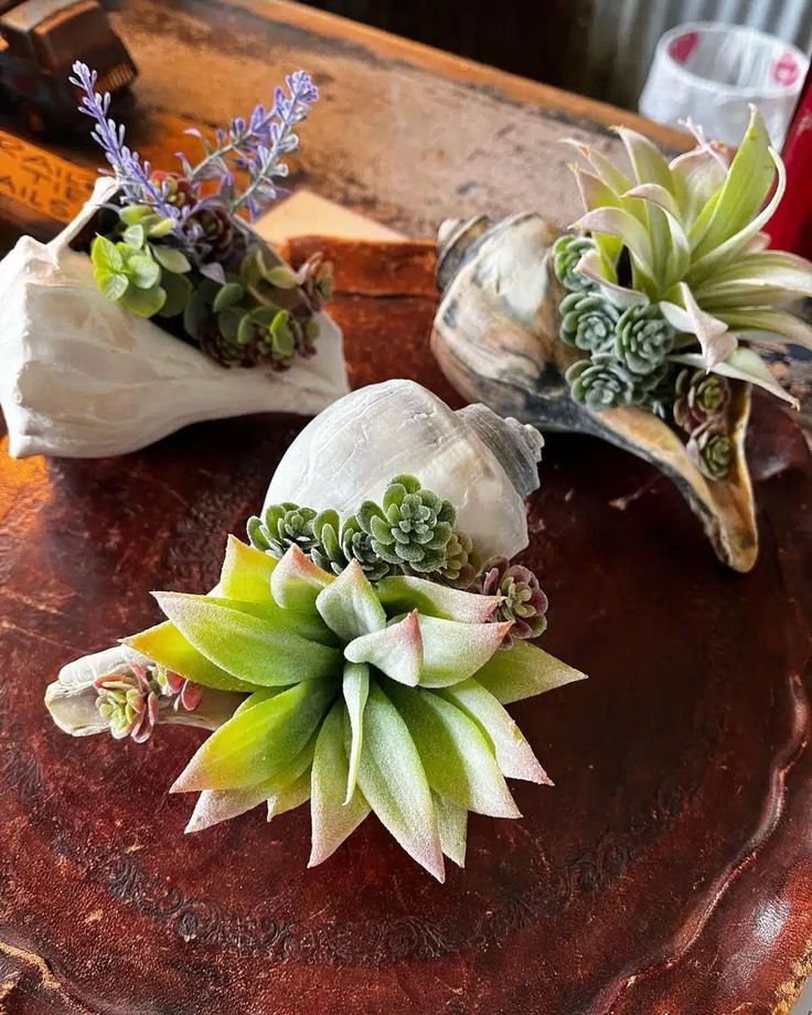 three succulents are sitting on top of a piece of wood with shells