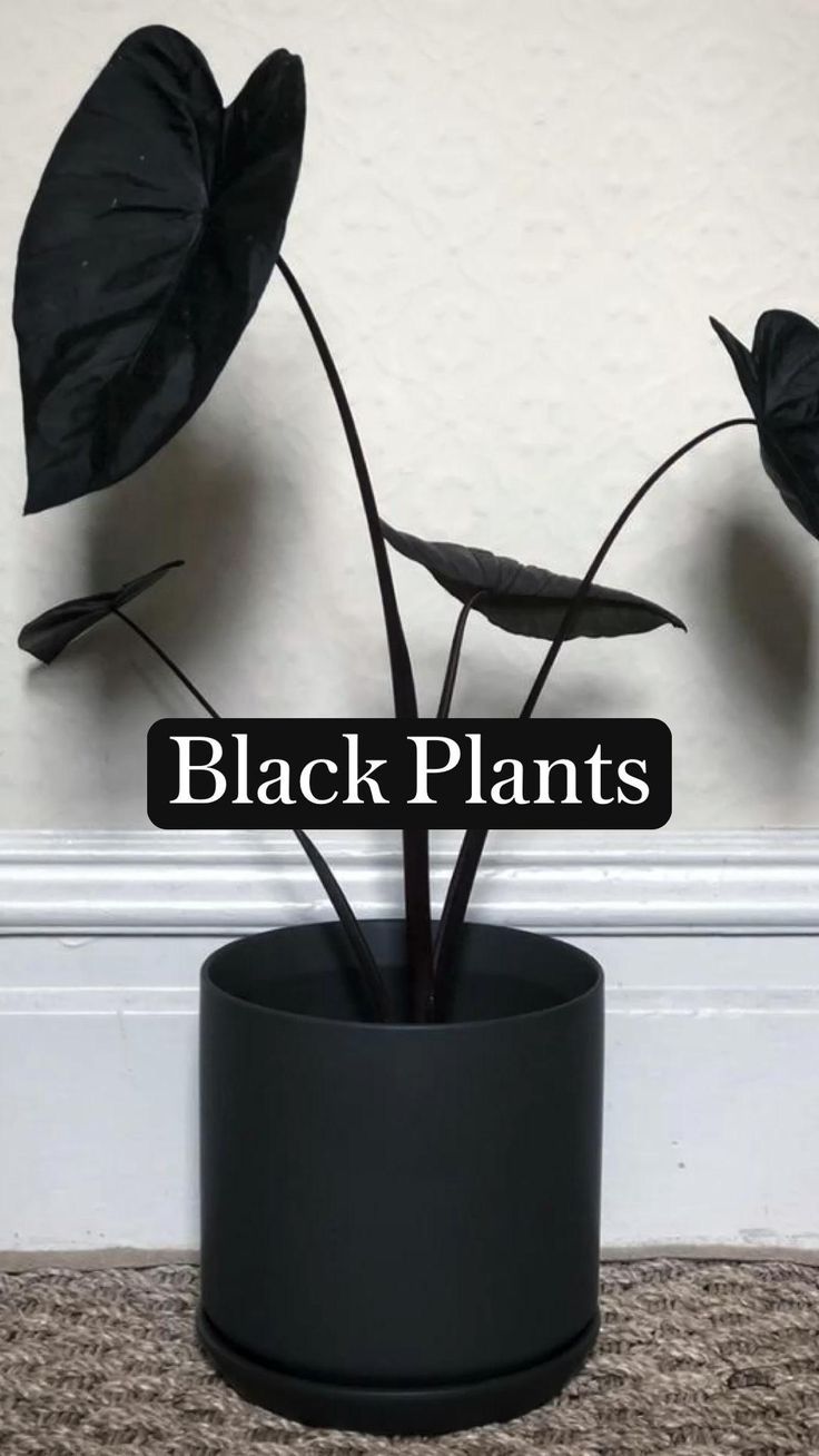 three black plants in a black pot with the words black plants on it's side