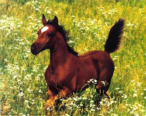 a brown horse standing on top of a lush green field filled with wildflowers