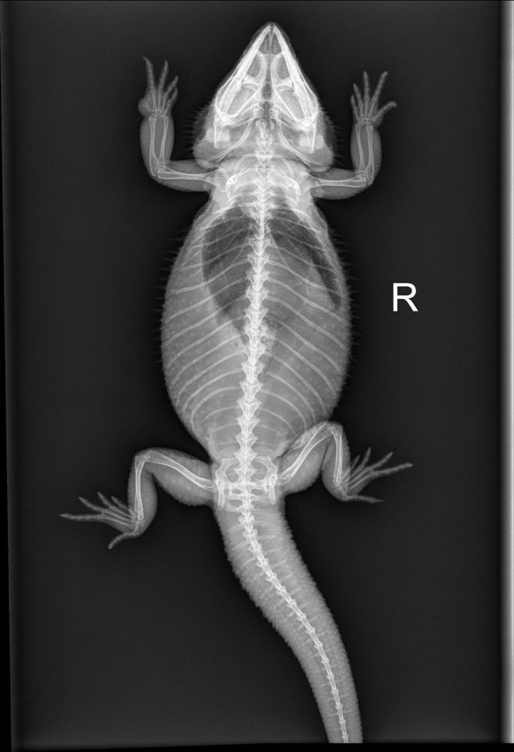 an image of a lizard with the letter r on it's back and side