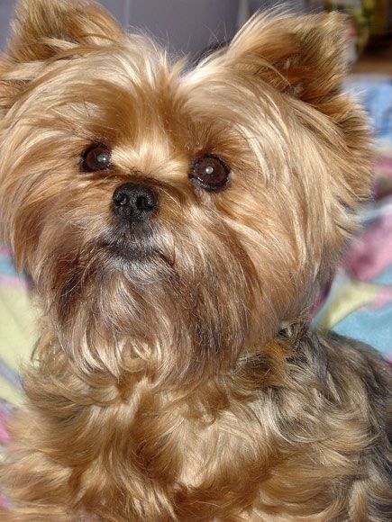 a small brown dog sitting on top of a bed