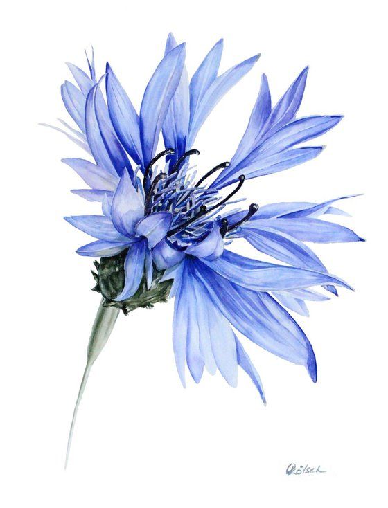 a blue flower on a white background