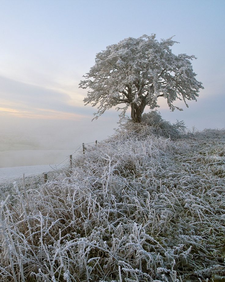 a large tree on top of a hill covered in ice and frost next to a fence