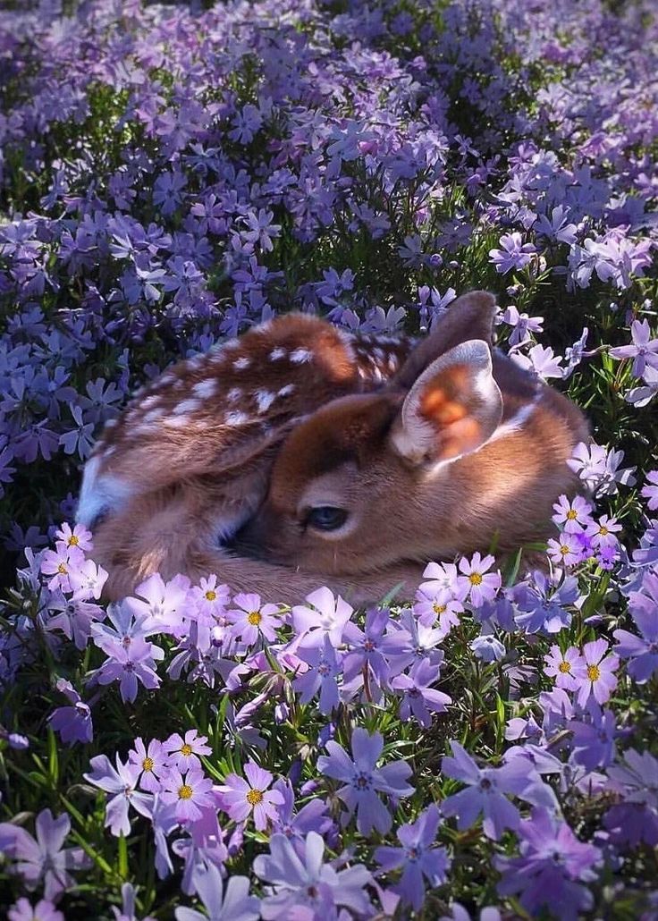 two fawns laying in the middle of purple flowers