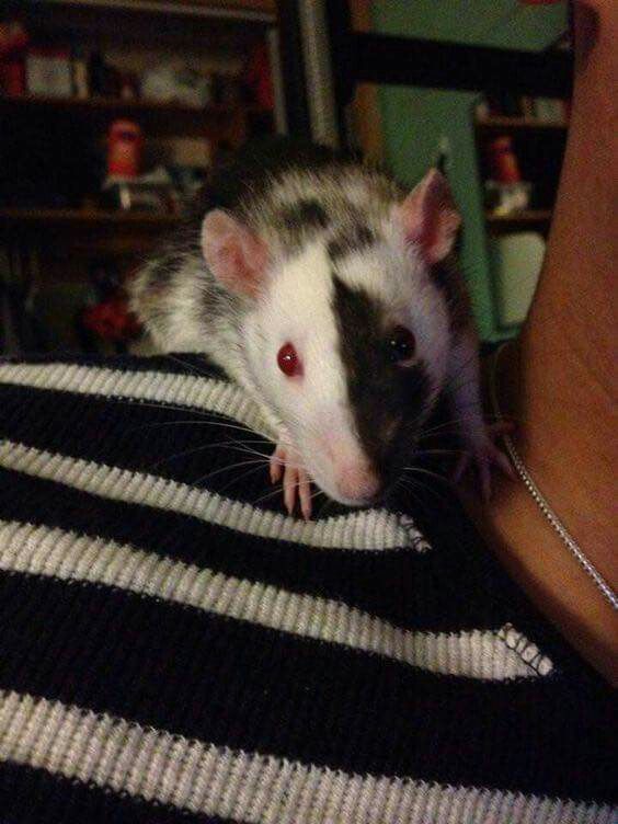 a rat sitting on top of a person's arm next to a black and white sweater