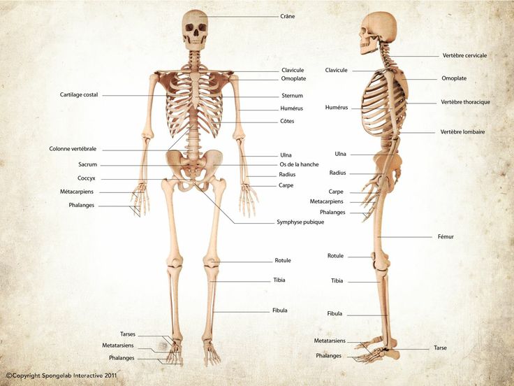 the bones and their major skeletal systems are labeled in this diagram, as well as text