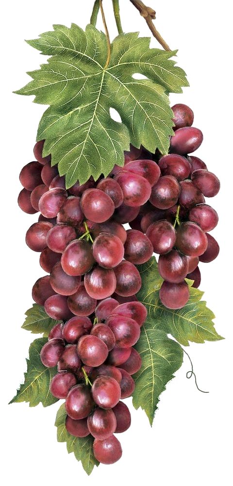 a bunch of red grapes hanging from a branch with green leaves on the top and bottom