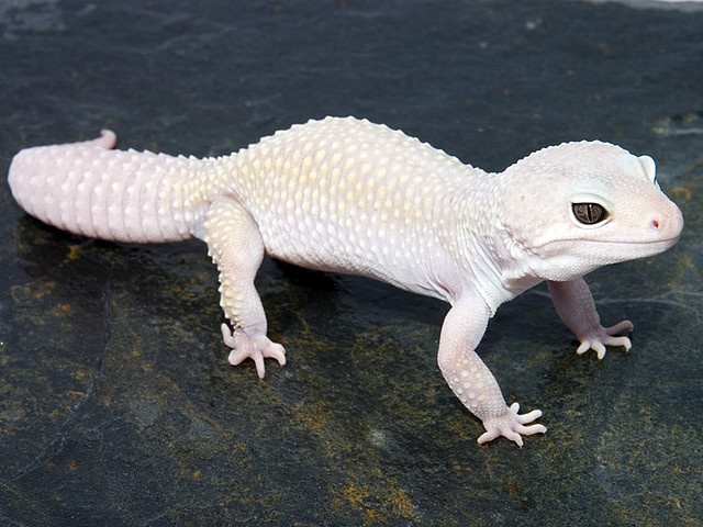 a white gecko sitting on top of a rock