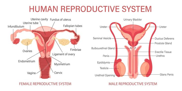 the female and male reproductional system