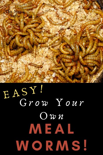 the words easy grow your own meal worms