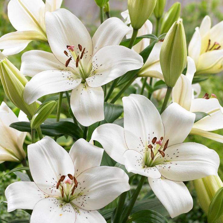 white lilies are blooming in the garden