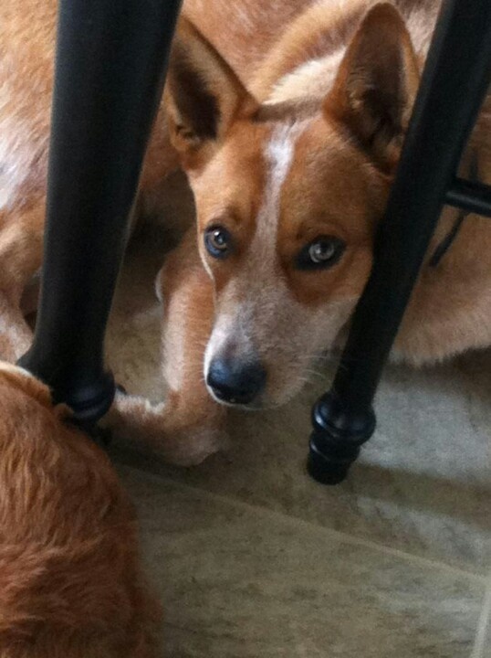 a dog laying on the ground next to a chair