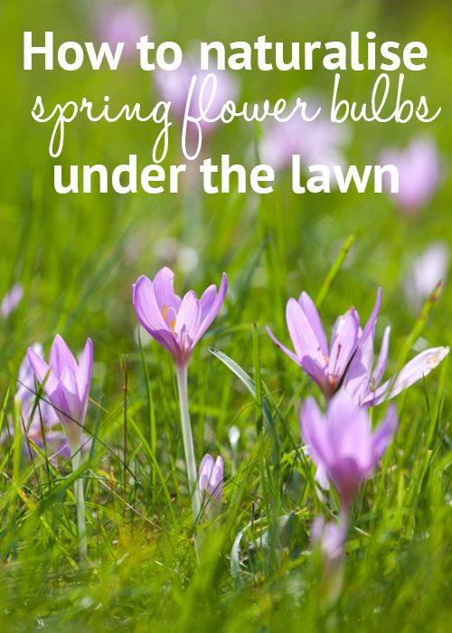 purple flowers in the grass with text overlay how to naturalise spring flower bulbs under the lawn