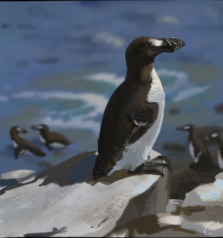 a bird sitting on top of a rock next to other birds in the water and snow