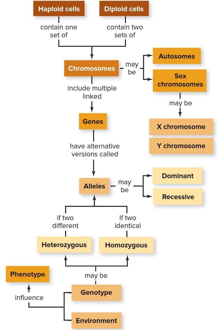 a diagram showing the different types of cells in an animal's body and how they are