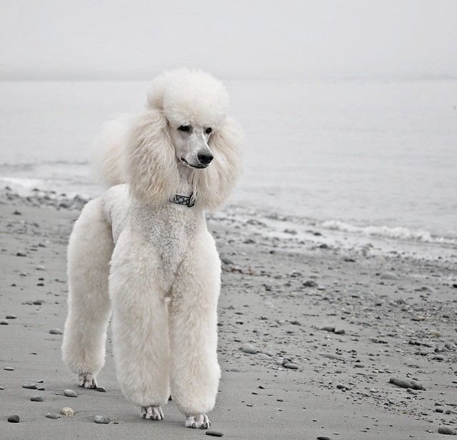 a white poodle standing on top of a sandy beach