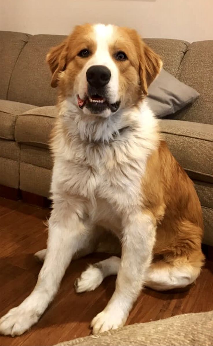 a brown and white dog sitting on top of a wooden floor next to a couch