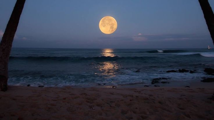 the moon is setting over the ocean with palm trees in front of it and waves crashing on the beach