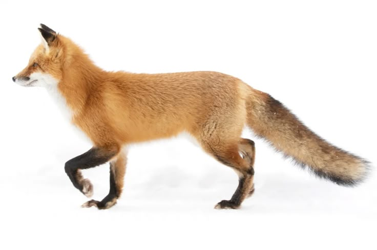 a red fox is walking in the snow