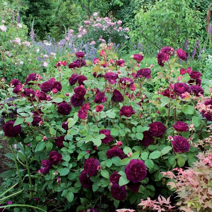 purple flowers are blooming in the garden with green leaves and pink flowers around them