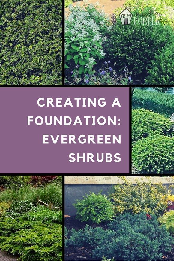 several pictures of different types of plants and shrubs in various stages of growing, including trees