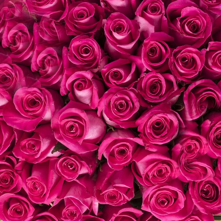 Hot Pink Roses Arte Aesthetic, Rose Fushia, Tout Rose, Hot Pink Roses, Art Animals, Animals Art, Art Idea, Pink Vibes, Y2k Pink