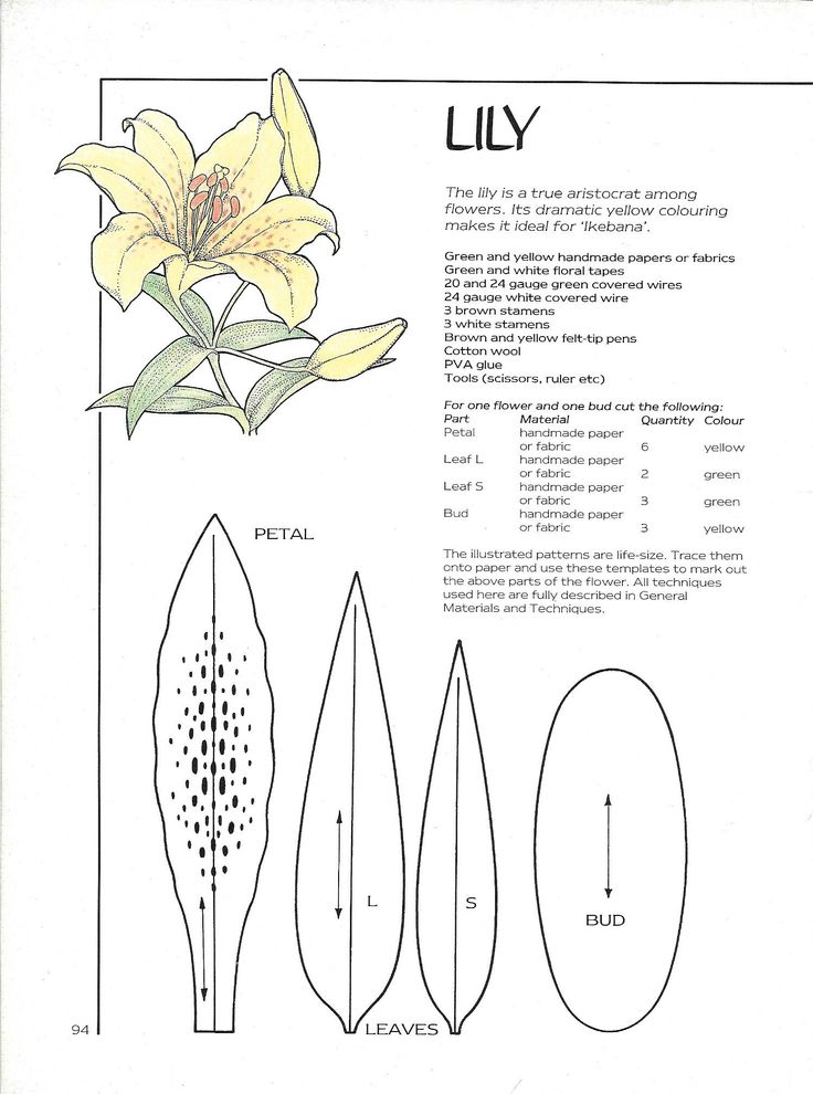 an instruction manual for how to cut lily flowers