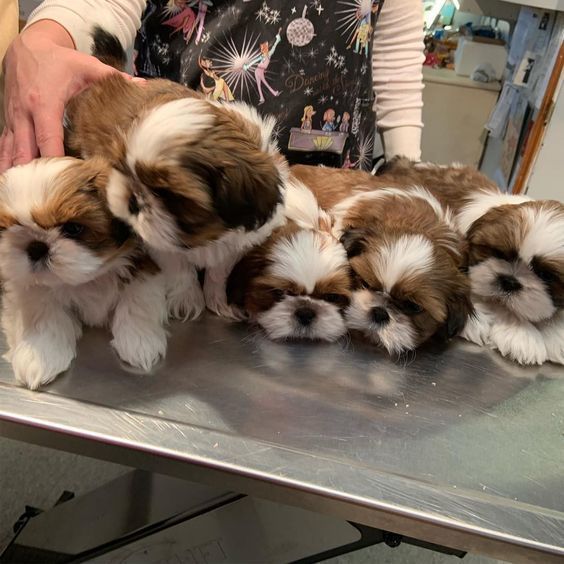 four puppies are sitting on top of a metal table and being held by a person