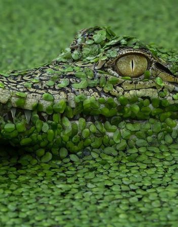 an alligator is covered in green leaves and has it's eyes wide open to look at the camera