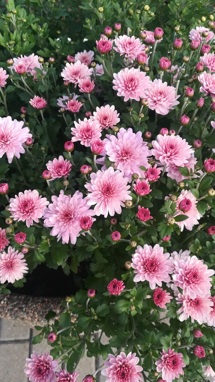 pink flowers are blooming in the garden