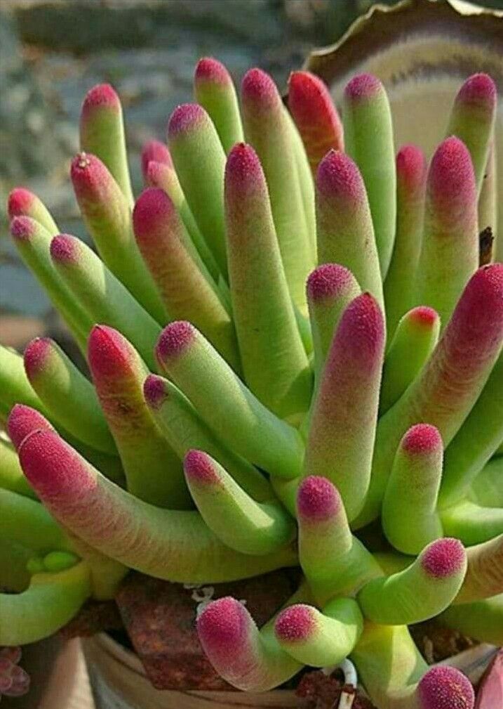 a close up of a plant with pink and green tips on it's leaves